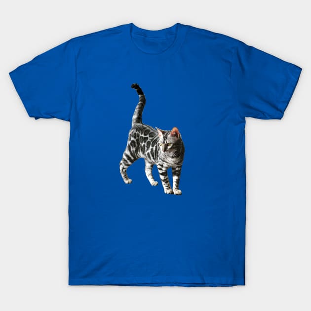 Bengal Cat Kitten Silver Spotted Beauty T-Shirt by ElegantCat